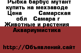 Рыбка барбус мутант купить на мехзаводе › Цена ­ 50 - Самарская обл., Самара г. Животные и растения » Аквариумистика   